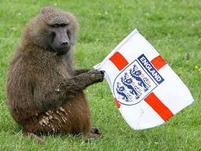 england_baboon.jpg