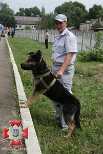 кинолог 31.jpg